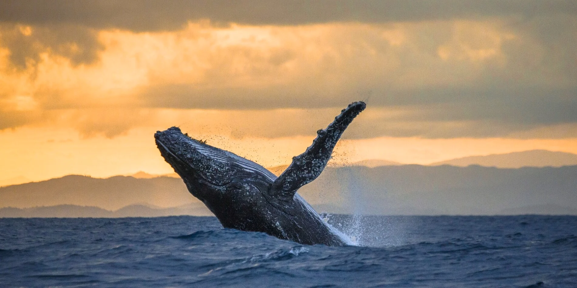 Humpack whale breaching water Norway